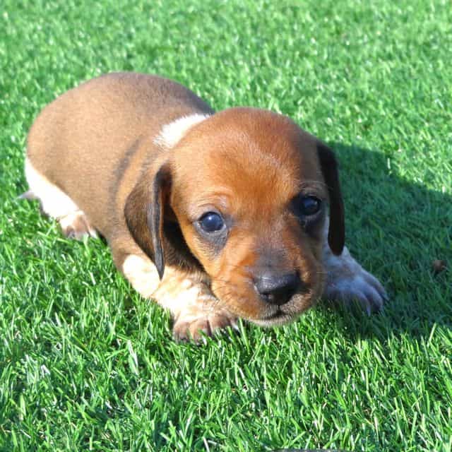 Simba - Dachshund Male
