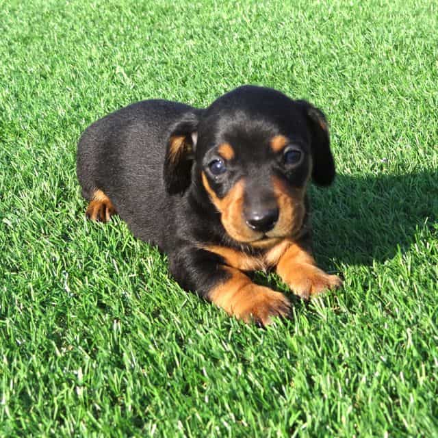 Finn - Dachshund Male