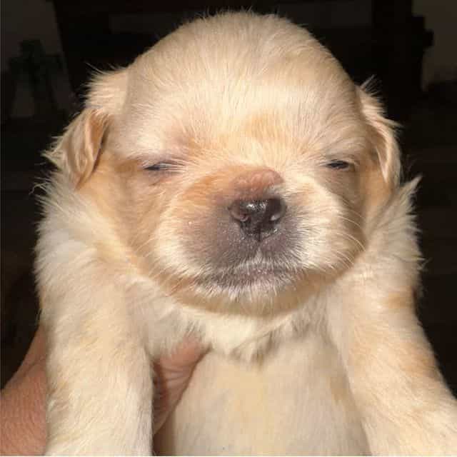 Golden - Pekingese Male