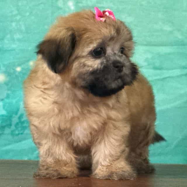 Sugar - Shih Tzu Female