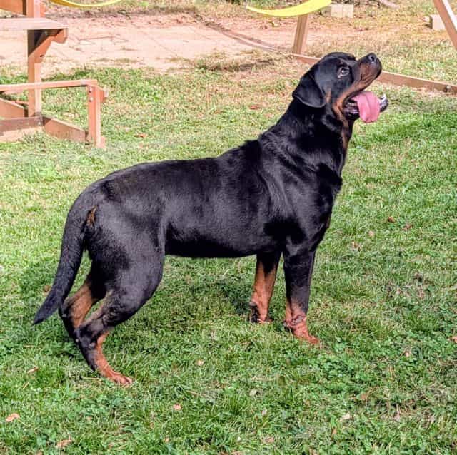 Zip - Rottweiler Male