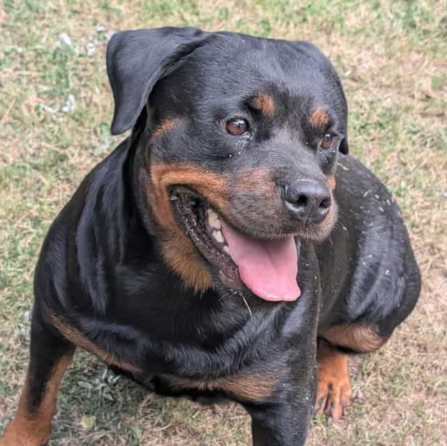 Diamond  - Rottweiler Female