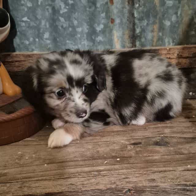 Connecticut - Australian Shepherd Male