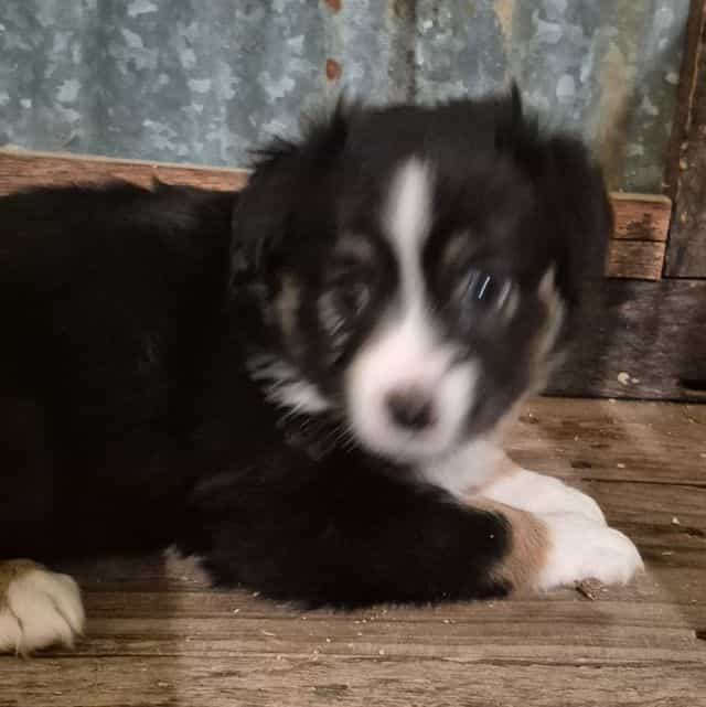 New hampshire - Australian Shepherd Female