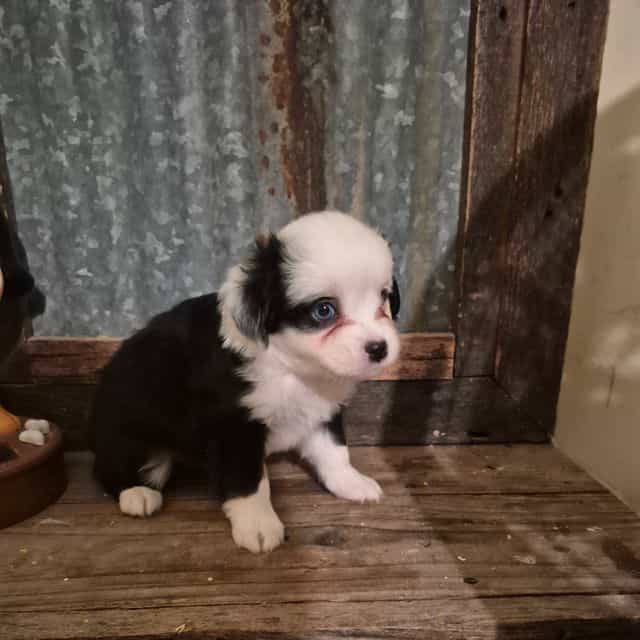 Vermont. (Toy) - Australian Shepherd Female