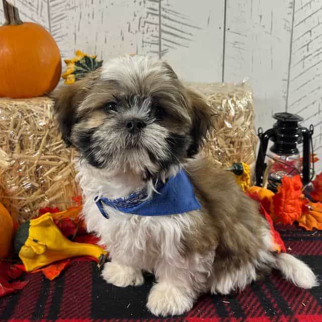 Cody - Shih Tzu Male