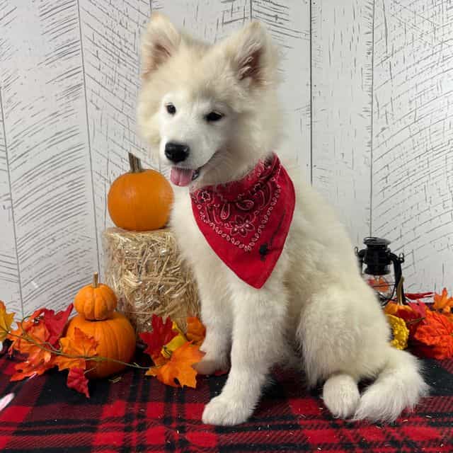 Perla - Samoyed Female