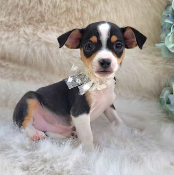 Lia - Chihuahua Female