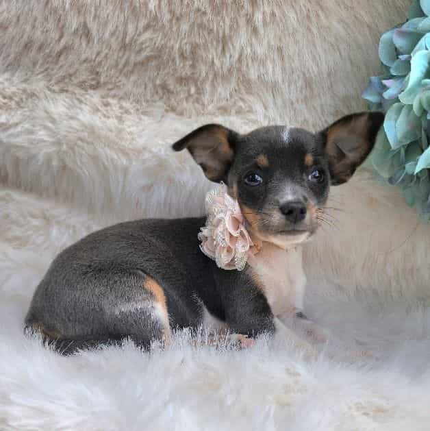 Susie - Chihuahua Female