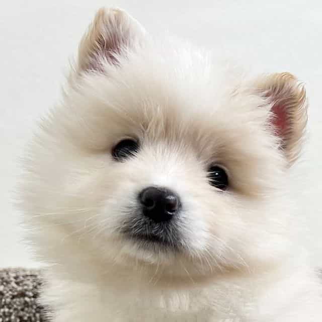 Frosty - Pomsky Male