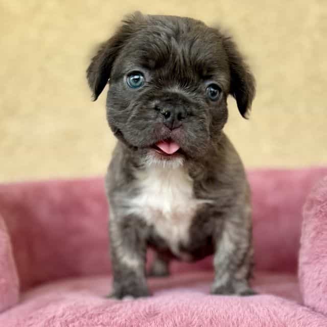 Nessie Pooh - French Bulldog Female