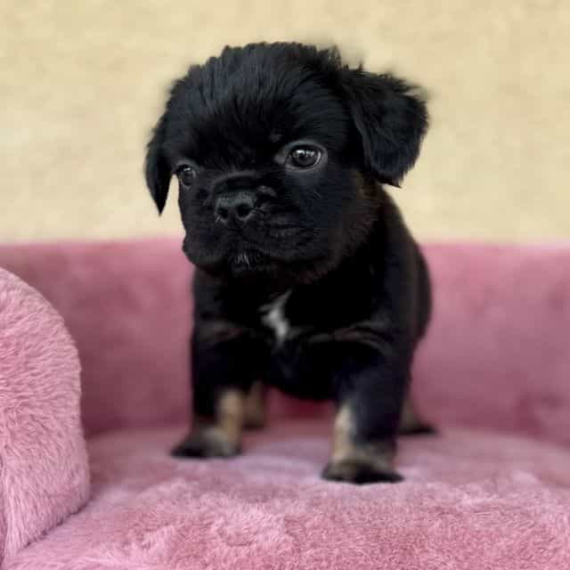 T’Challa - French Bulldog Male