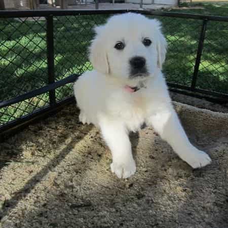 nana - Golden Retriever Female