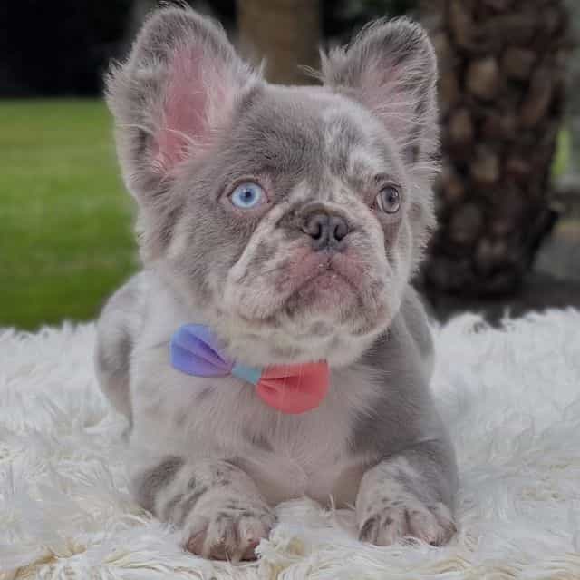 Indie Fluffy - French Bulldog Female