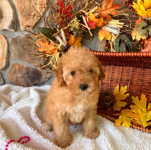 Feeby - Toy Poodle Female