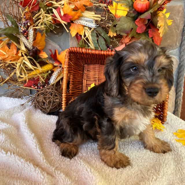 Merv - Cavapoo Male