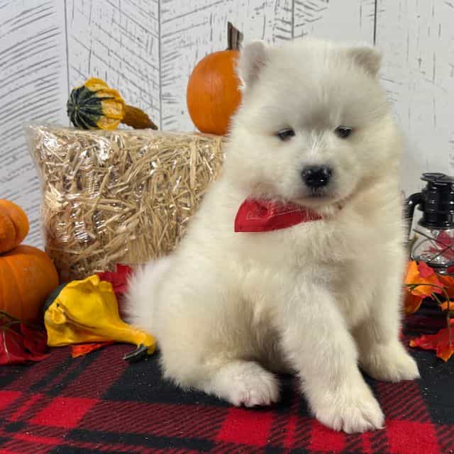 Kenzi - Samoyed Female
