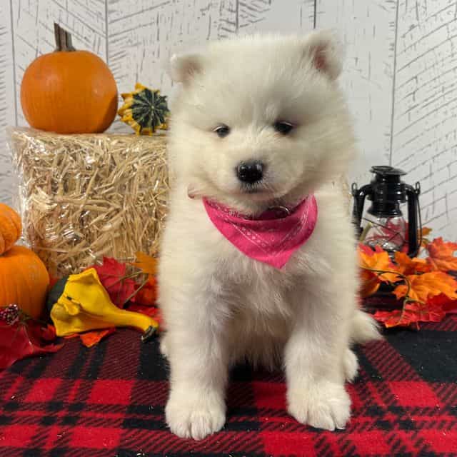 Spirit  - Samoyed Female