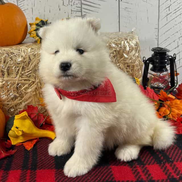Tessa - Samoyed Female