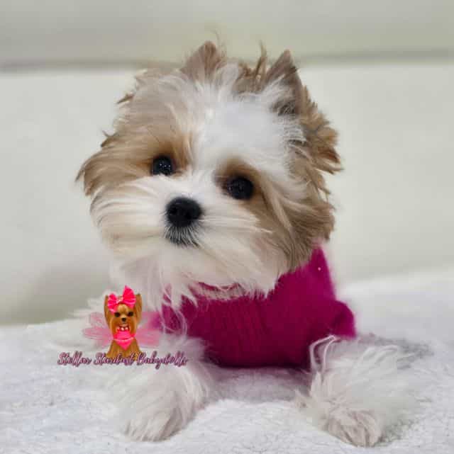 Tiny Kiwi - Yorkshire Terrier Female