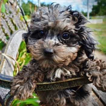 Truffles - Havapoo Female