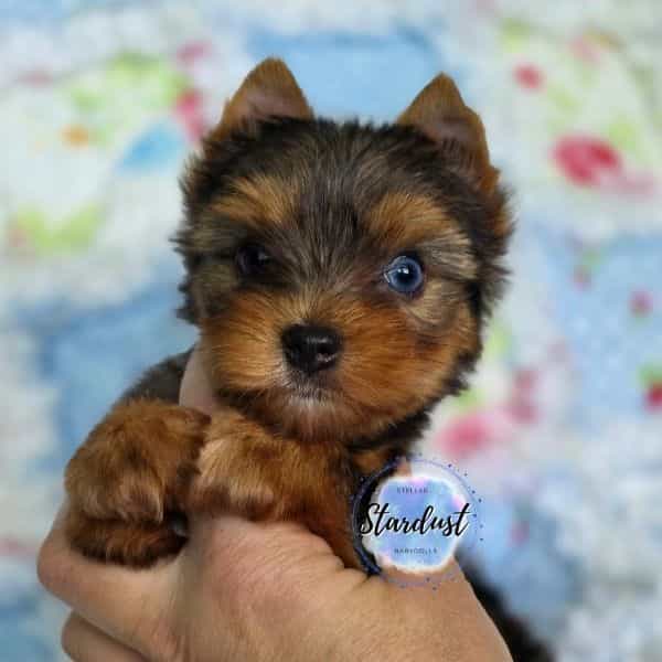 Mason - Yorkshire Terrier Male