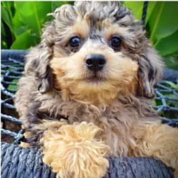 Tucker - Havapoo Male