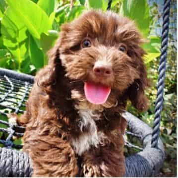 Ripley - Havapoo Female