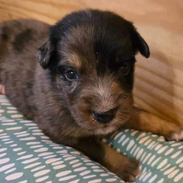 June - Australian Shepherd Female