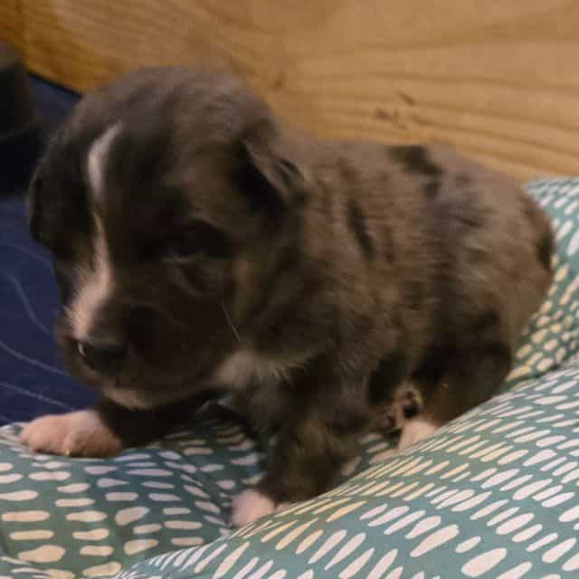Jack - Australian Shepherd Male