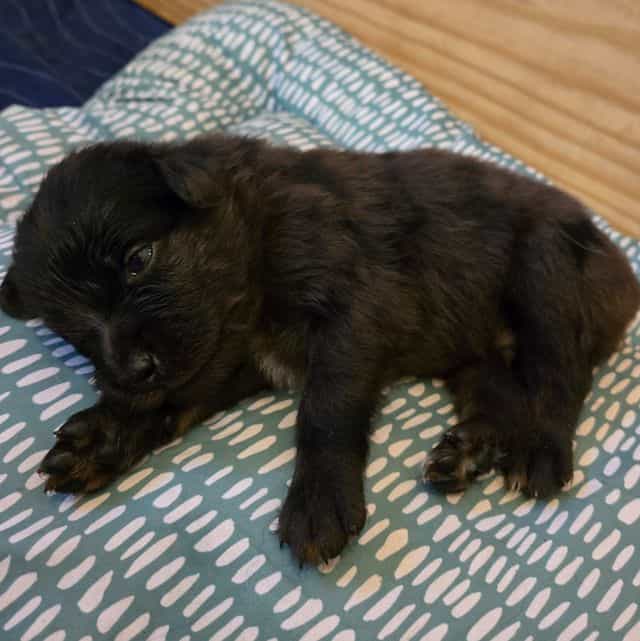 James - Australian Shepherd Male