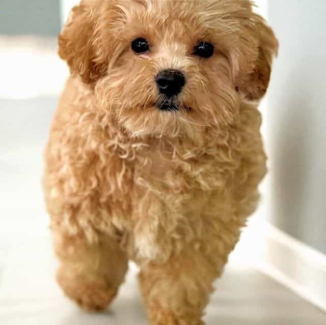 Green Collar Bo - Maltipoo Male
