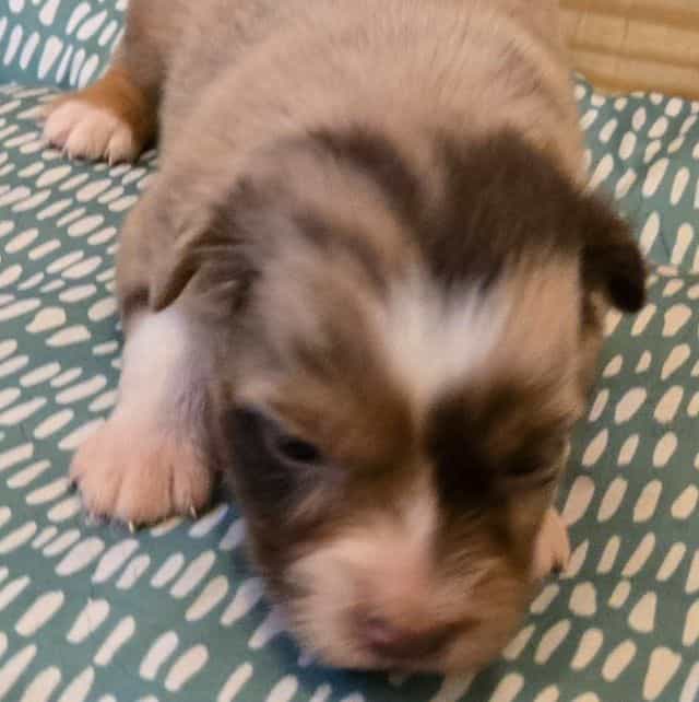 Jill - Australian Shepherd Female
