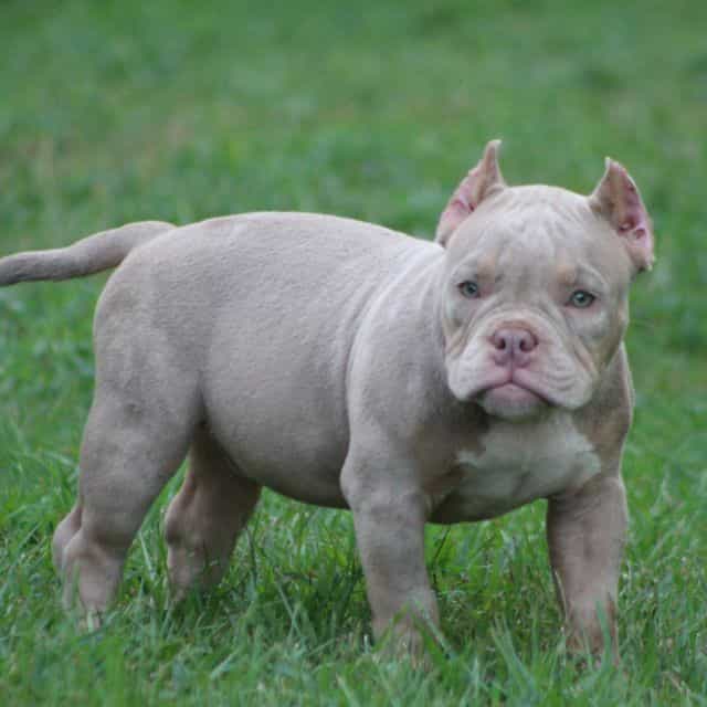 Spark plug  - American Bully Male