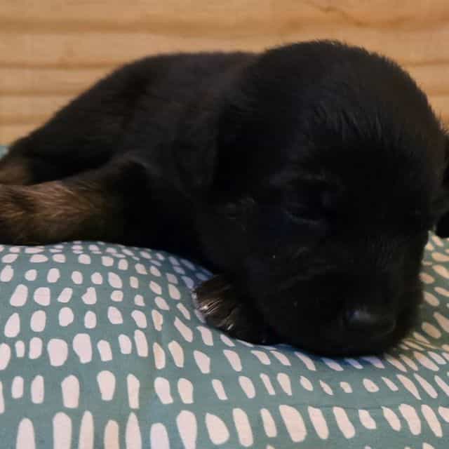 Jim - Australian Shepherd Male