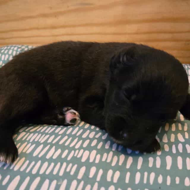 John - Australian Shepherd Male