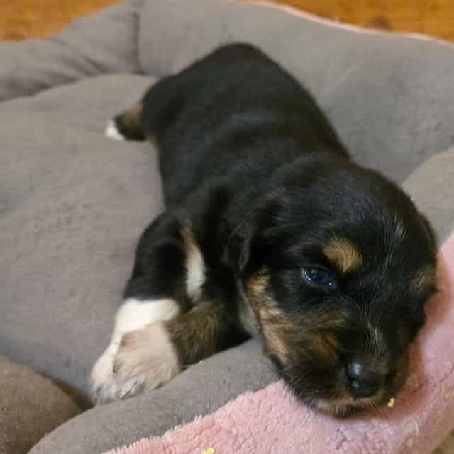 Kirby - Australian Shepherd Male