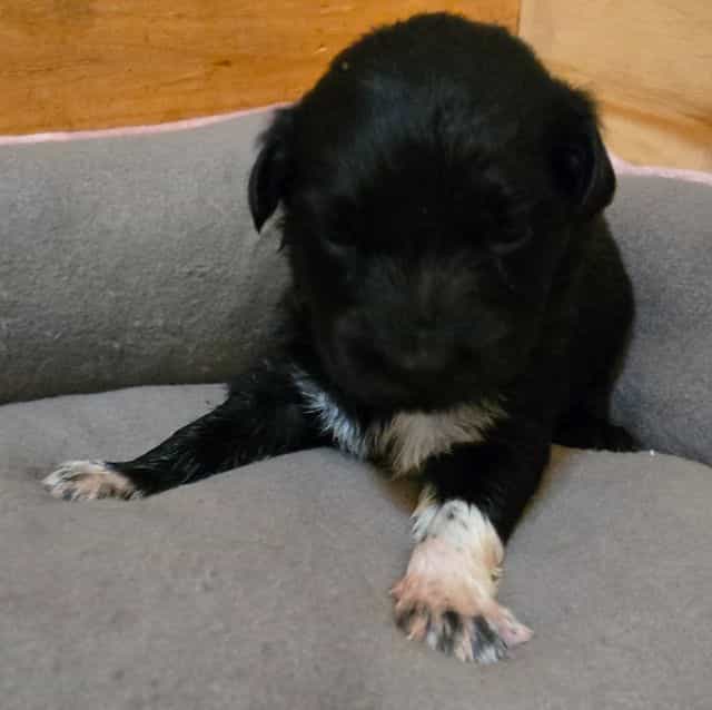 Kal - Australian Shepherd Male