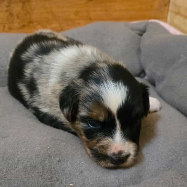 Kam - Australian Shepherd Male