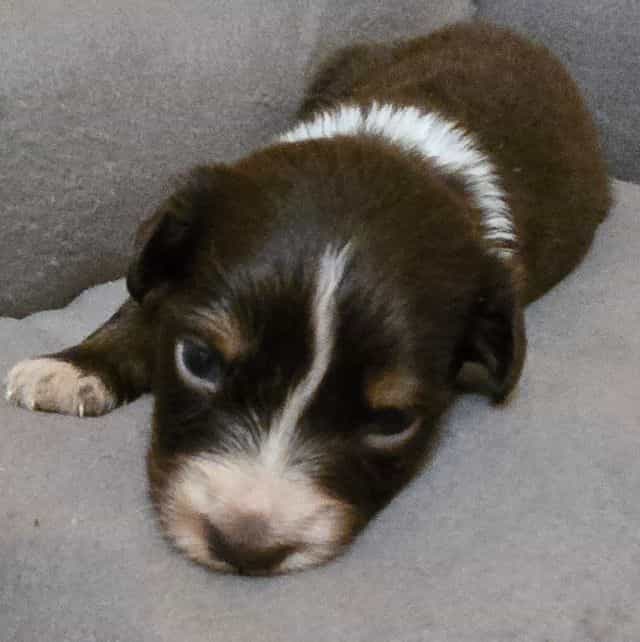 Kane - Australian Shepherd Male