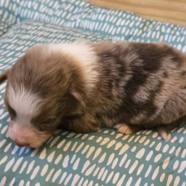Kay - Australian Shepherd Female