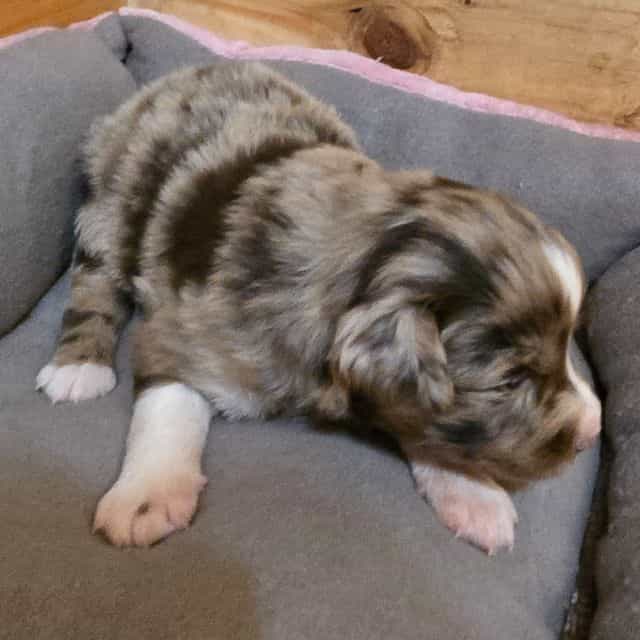 Kat - Australian Shepherd Female