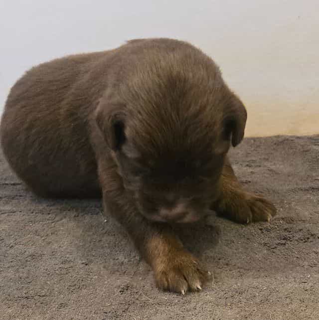Lane - Australian Shepherd Male