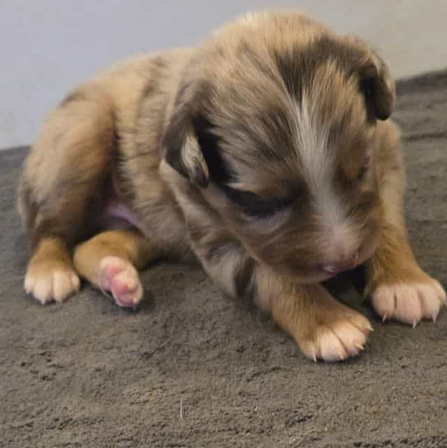 Lars - Australian Shepherd Male