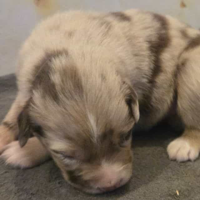 Lance - Australian Shepherd Male