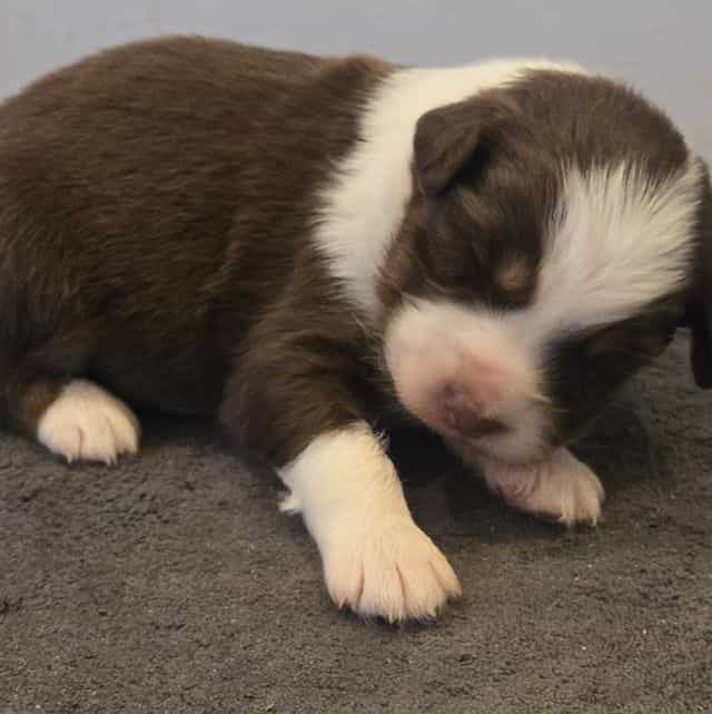 Lilly - Australian Shepherd Female