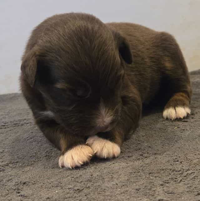 Layla - Australian Shepherd Female