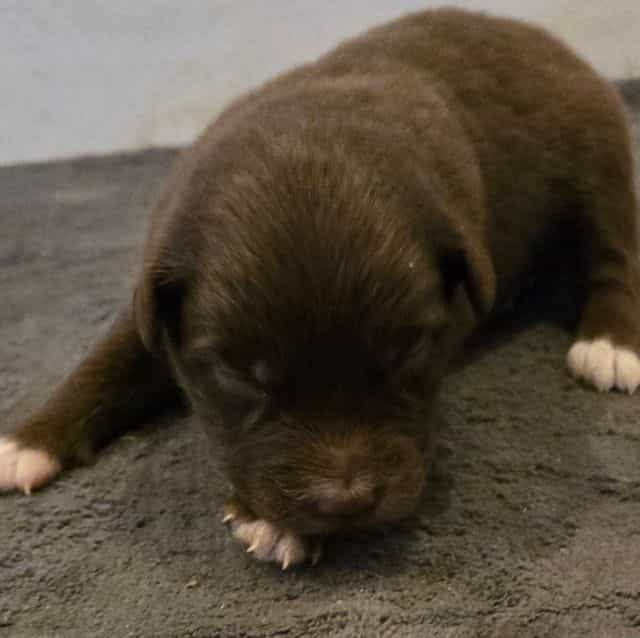 LeAnn - Australian Shepherd Female