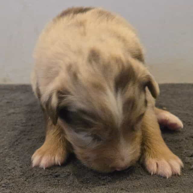 Liza - Australian Shepherd Female
