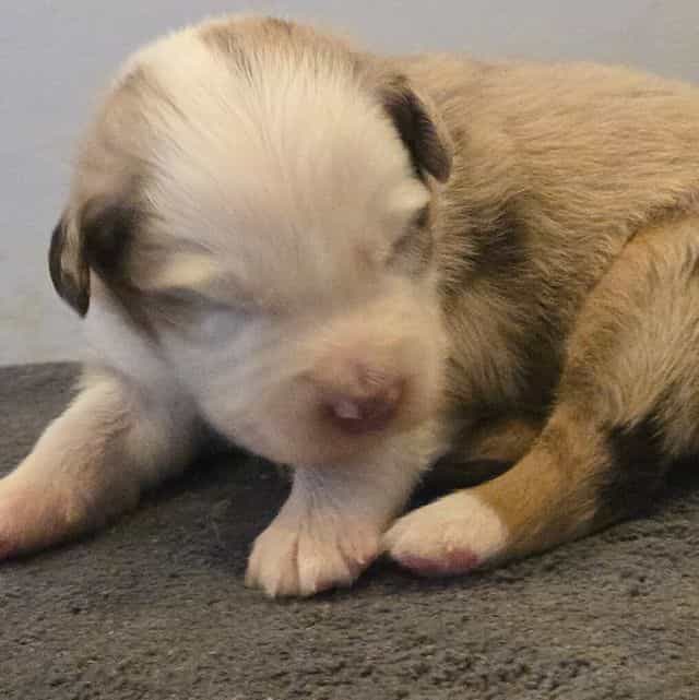 Leigh - Australian Shepherd Female